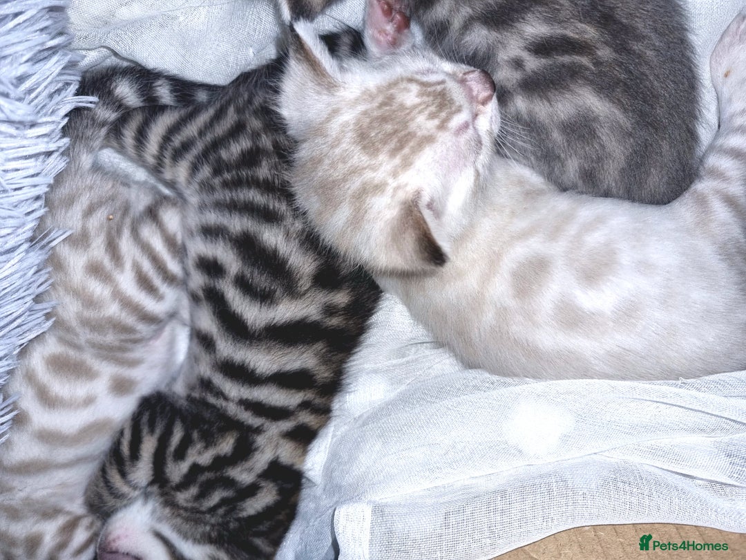 Bengal cats for sale: 🤩RARE BLUE BENGAL🤩SNOW LYNX🤩 BROWN🤩 - Image 12