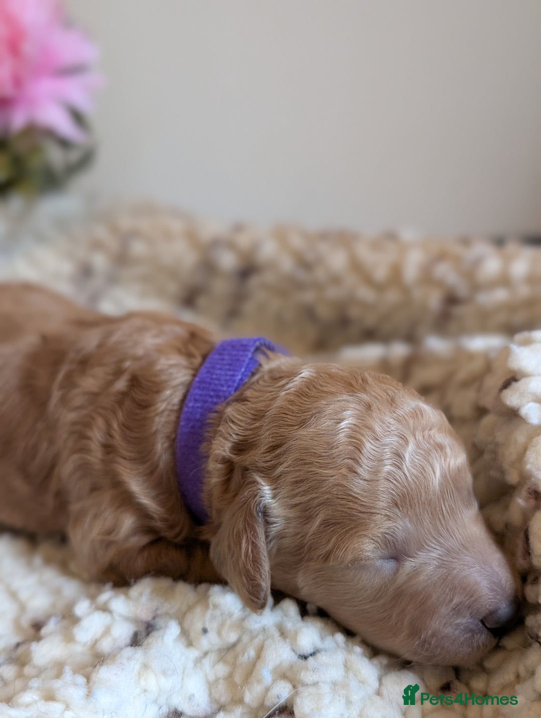 Cockapoo dogs for sale: Toy cockerpoo  - Advert 10