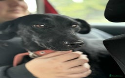 Mixed Breed dogs for adoption: LUCY! - Image 1