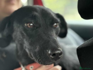 Mixed Breed dogs LUCY! - Advert 18