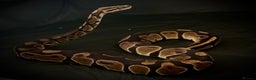 Python Snake reptiles for sale: Ball python Monty  - Advert 5