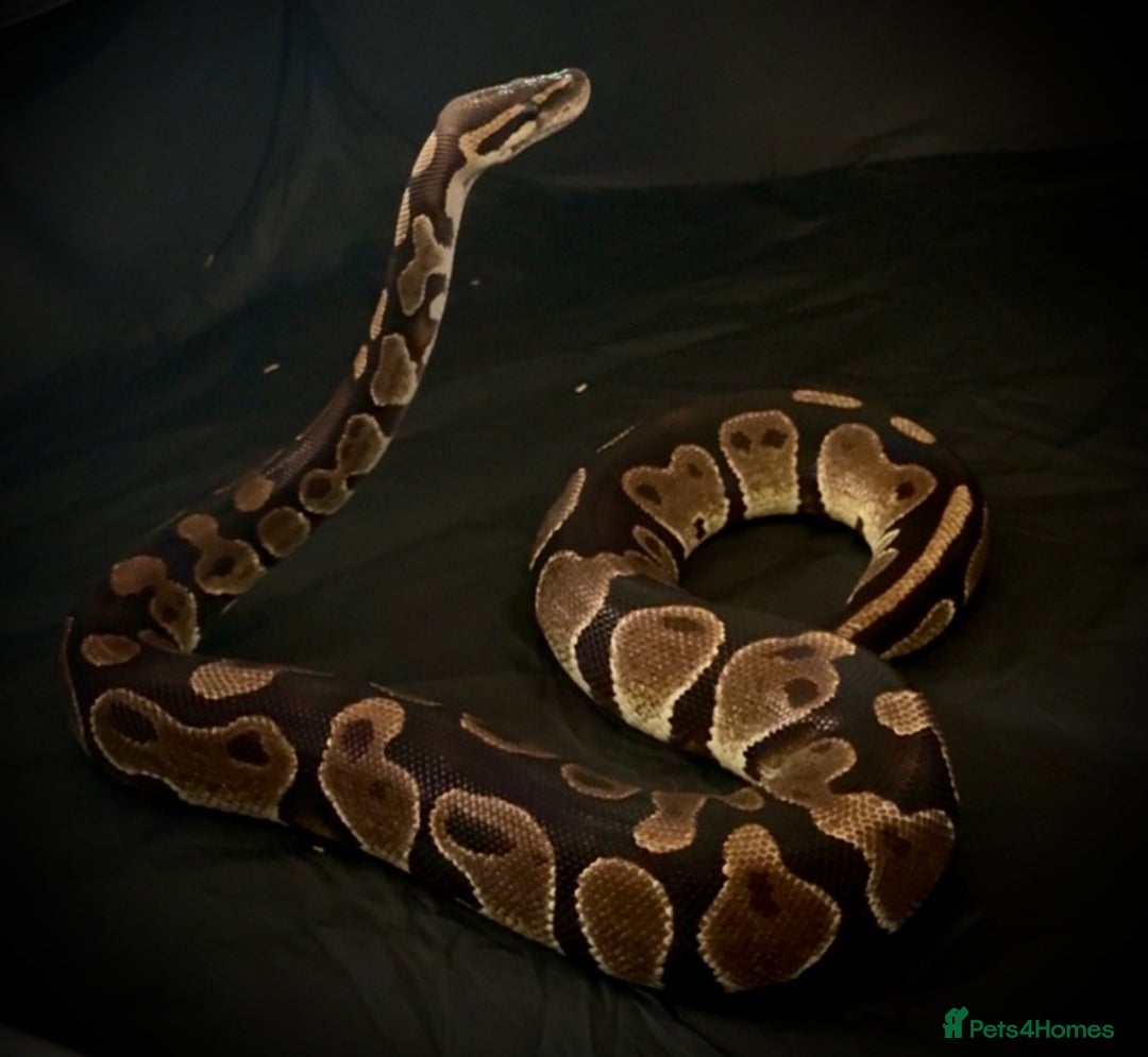 Python Snake reptiles for sale: Ball python Monty  - Advert 5