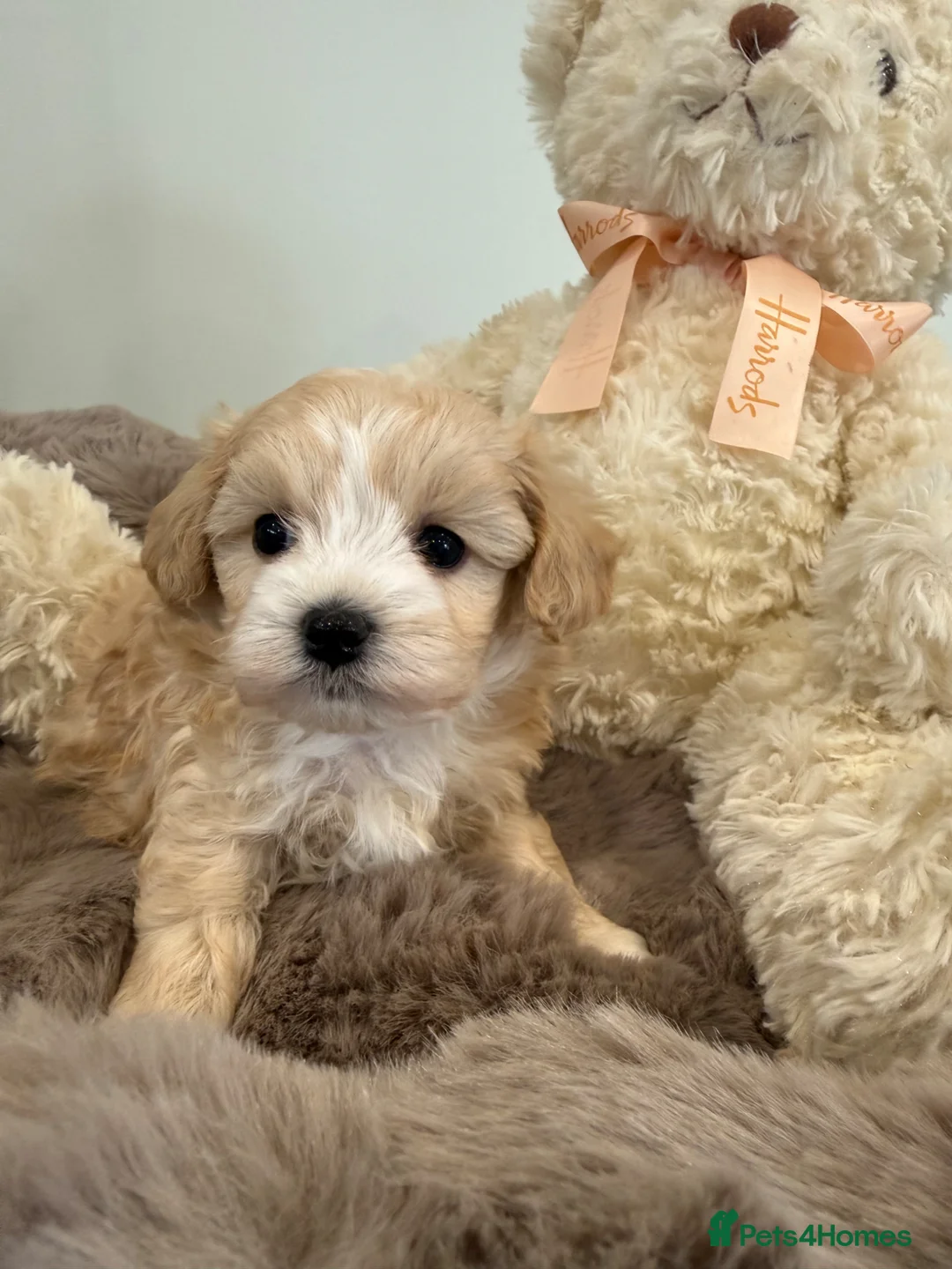 Maltipoo dogs for sale: Absolutely stunning f1 Maltipoo babies.  - Advert 2