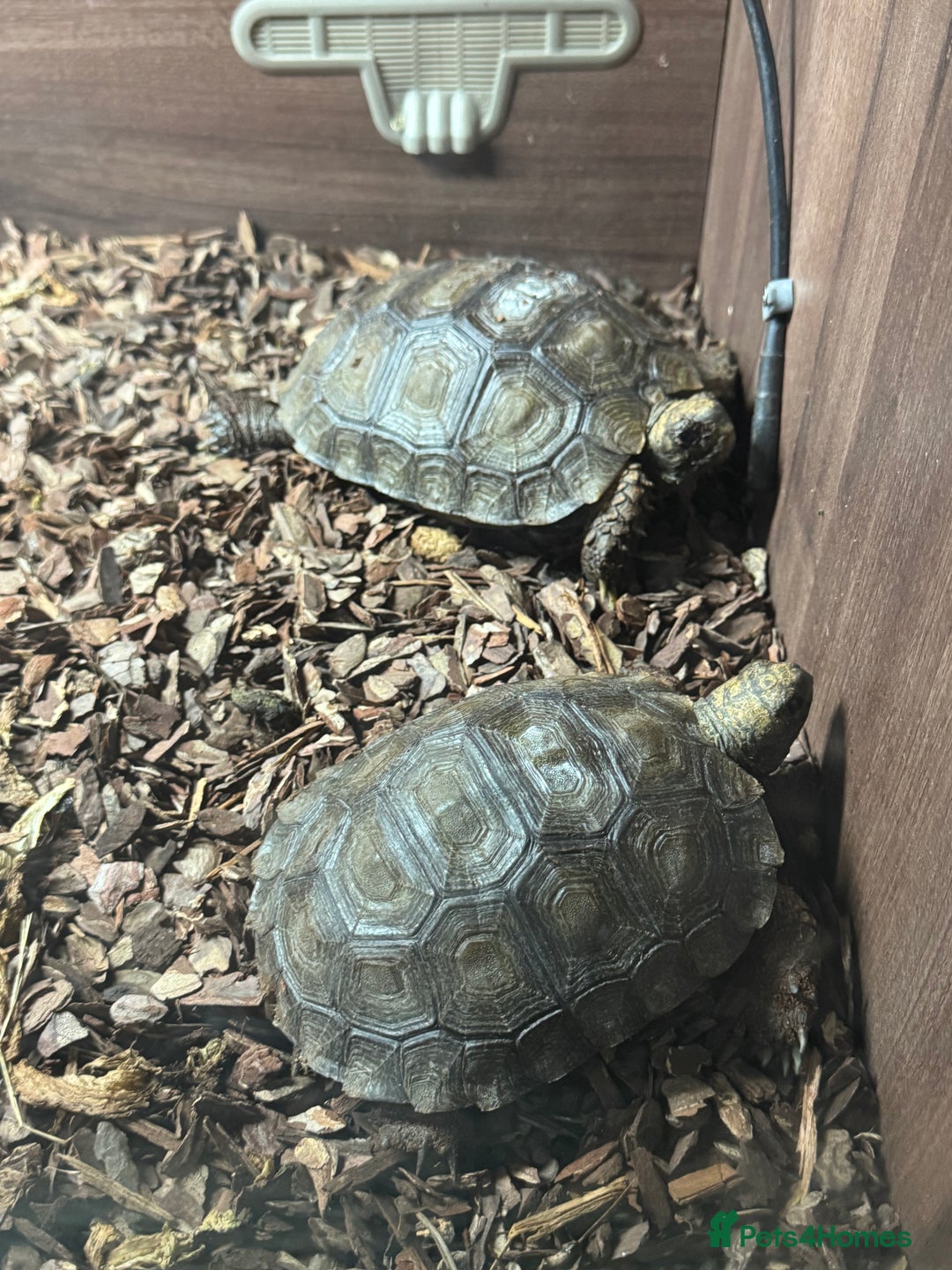 Tortoise reptiles for sale: Burmese mountain tortoises  - Image 4