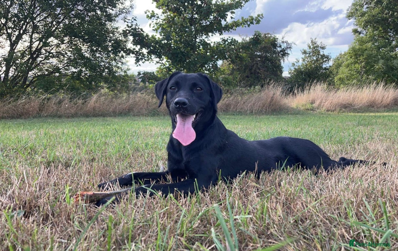 Labrador Retriever dogs 🐾 KC Registered Labrador Puppies 🐾 - Advert 2