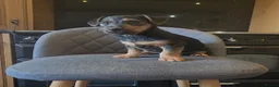 Jackshund dogs for sale: Dachshund X Jackrussell  - Advert 2