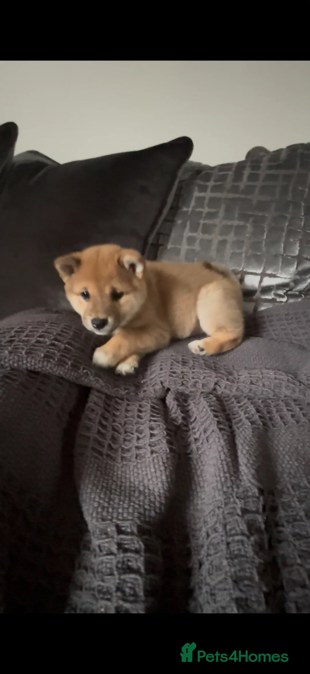 Japanese Shiba Inu dogs for sale: Japanese Shiba Inu *two girls left* - Advert 6