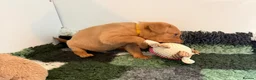 Labrador Retriever dogs for sale: EXCEPTIONALLY WELL BRED FOX RED LABRADOR PUPPIES  - Advert 17