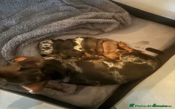 Mixed Breed dogs for sale: Dashound and Pomeranian  - Image 9