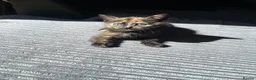 Mixed Breed cats for sale: Chimera cat - Advert 3