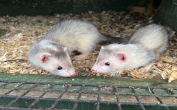 Ferret rodents for sale: Baby ferrets for sale  - Image 2