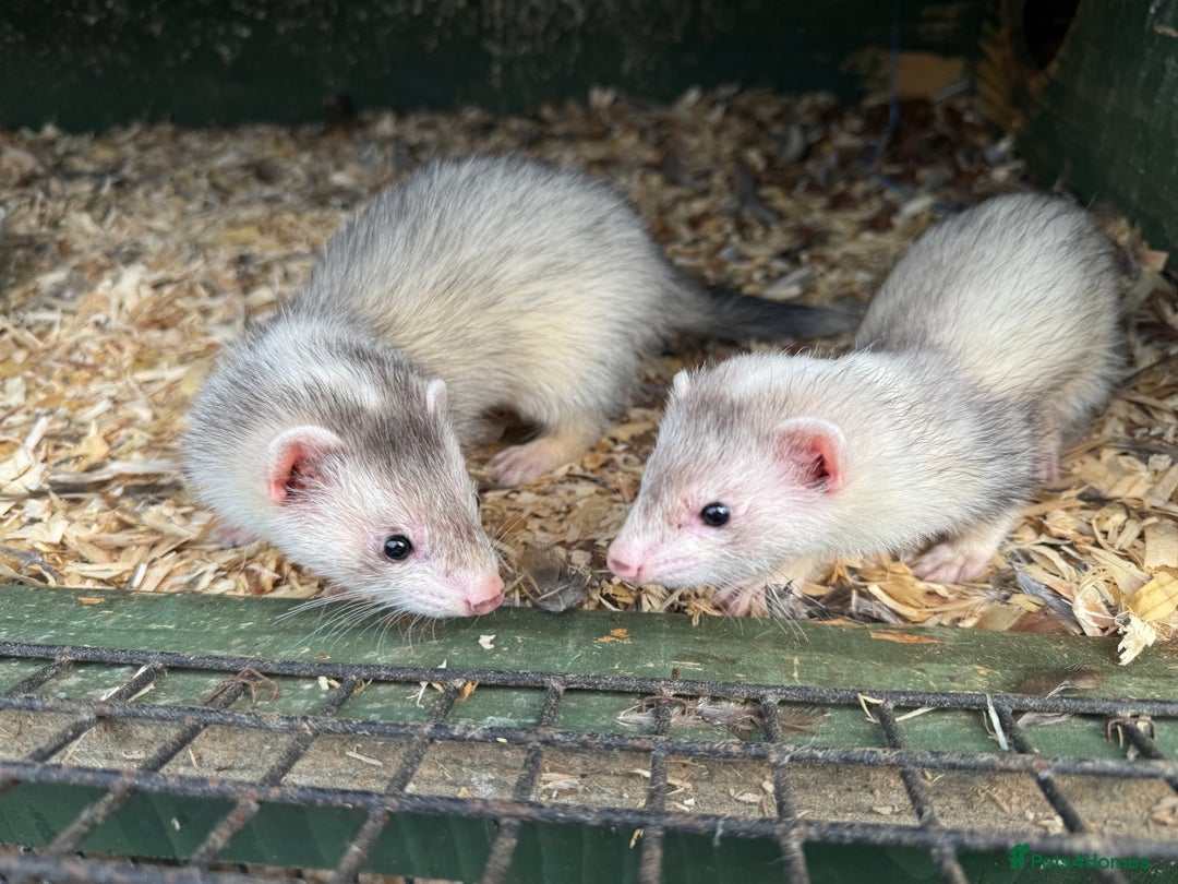 Ferret rodents for sale: Baby ferrets for sale  - Image 2