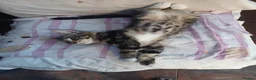 Mixed Breed cats for sale: Playful, loving, and gorgeous kittens  - Advert 4