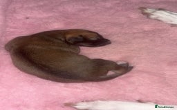 Saluki dogs for sale: Saluki greyhound  - Image 2