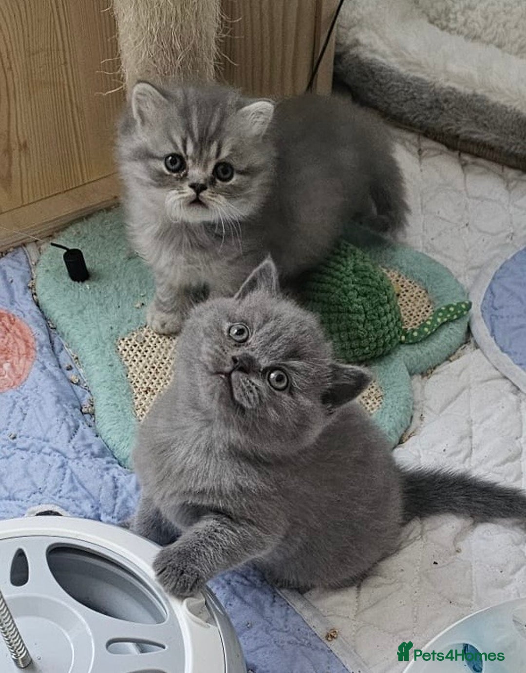 British Shorthair cats for sale: Ready to go amazing kitties  - Advert 2