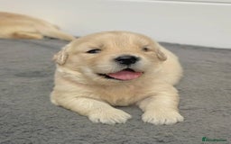Golden Retriever dogs for sale: Sweet golden retriever puppies  - Image 9