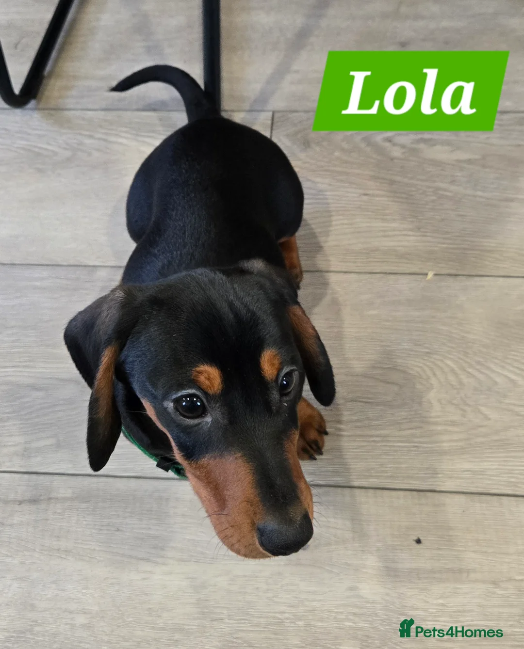 Dachshund dogs for sale: Beautiful Daxis - Advert 3