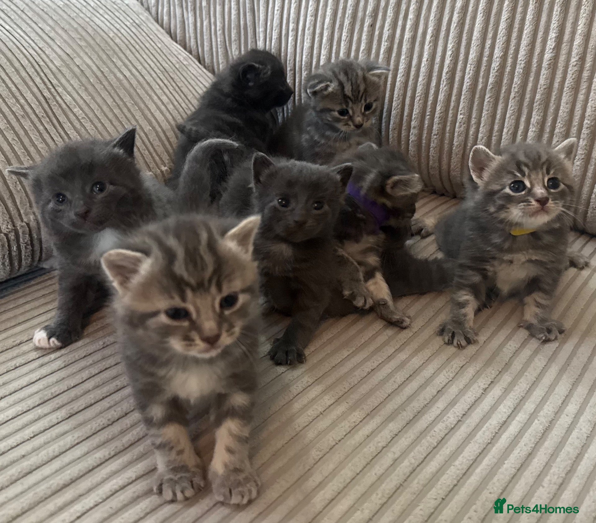 Domestic Shorthair cats Beautiful Grey blue kittens & grey tabbies x 7 - Advert 6