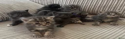 Domestic Shorthair cats for sale: Beautiful Grey blue kittens & grey tabbies x 7 - Advert 1