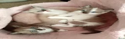 Mixed Breed cats for sale: Half sphynx half British shorthair kittens  - Advert 6