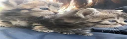 Mixed Breed cats for sale: Tabby kittens for Sale  in Aylesbury - Advert 2