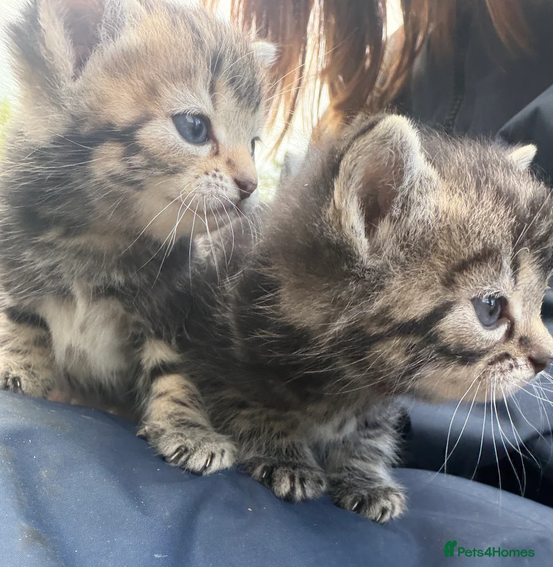 Mixed Breed cats for sale: Tabby kittens for Sale  in Aylesbury - Advert 2