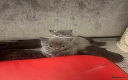 British Shorthair cats for sale: British blue cross Norwegian  - Image 4