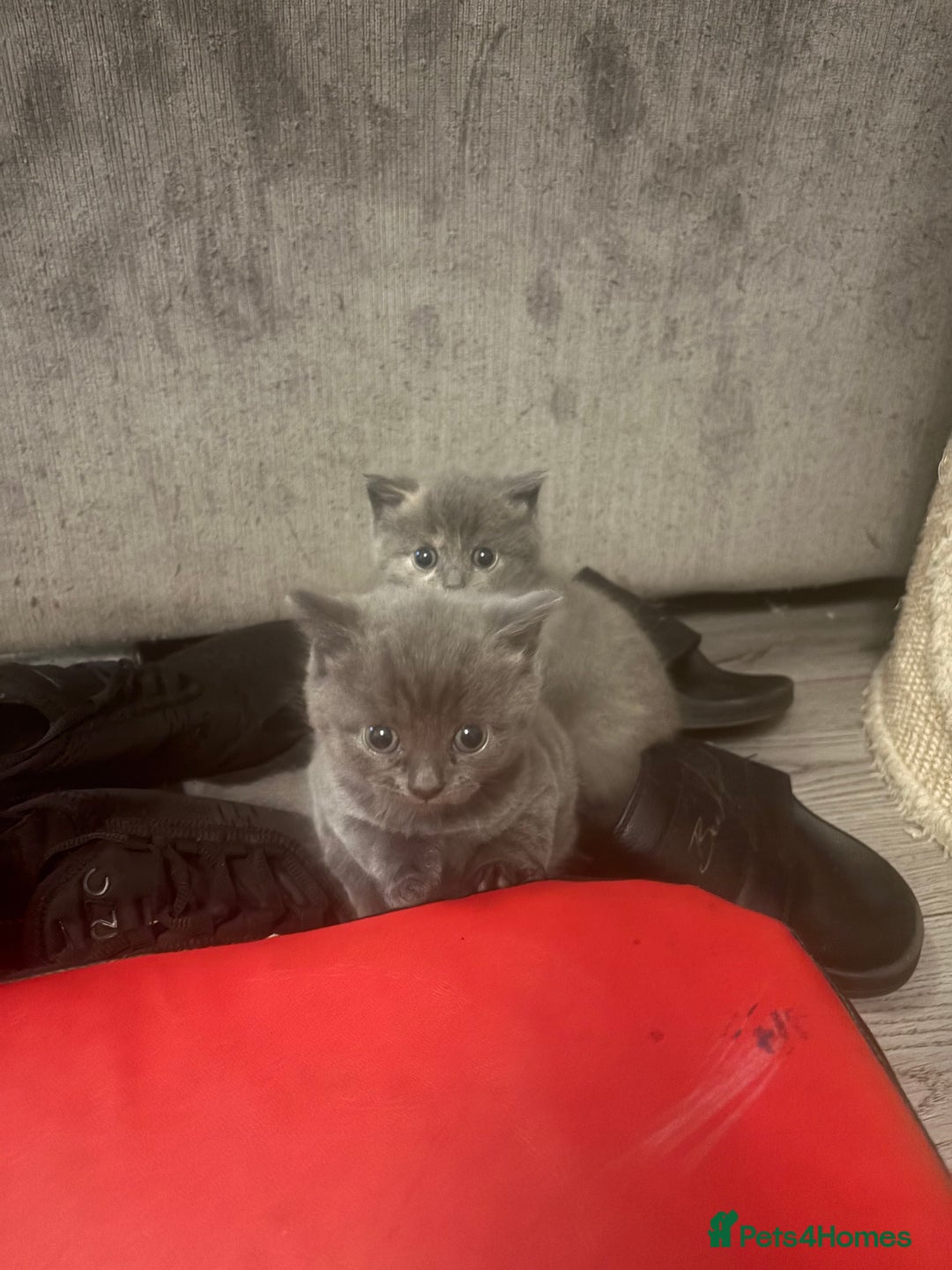 British Shorthair cats for sale: British blue cross Norwegian  - Image 4