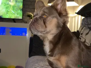 French Bulldog dogs Bronson Fluffy FrenchBulldog - Advert 3