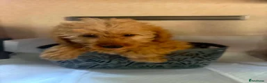 Mini Goldendoodle 1