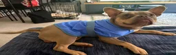 Mixed Breed dogs for sale: Reggie - Advert 7
