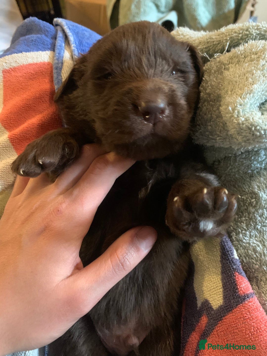 Newfoundland dogs for sale: ✨ Stunning Chocolate Newfoundland Puppies ✨ - Image 9