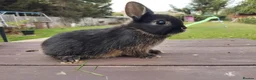 Netherland Dwarf rabbits for sale: Netherland dwarf 8wk, £50 each (CLEARANCE)  - Advert 5