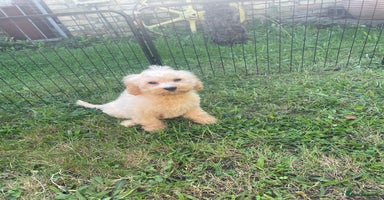 Cavapoo dogs - Advert 1