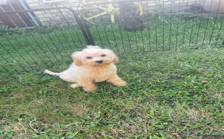 Cavapoo dogs - Advert 2