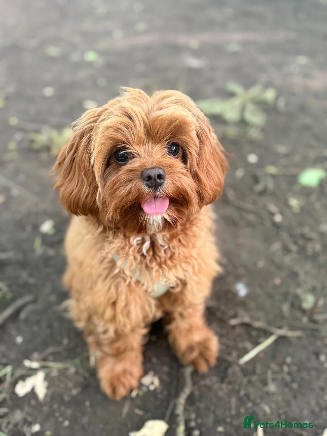 Cavapoo dogs for stud: F1 Cavapoo for Stud DNA Health Checked  - Advert 6
