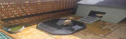Ducks poultry for sale: Runner duckling and house  in St Albans - Advert 2