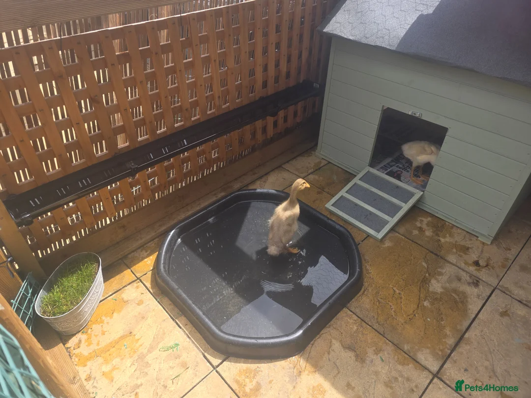 Ducks poultry for sale: Runner duckling and house  in St Albans - Advert 2