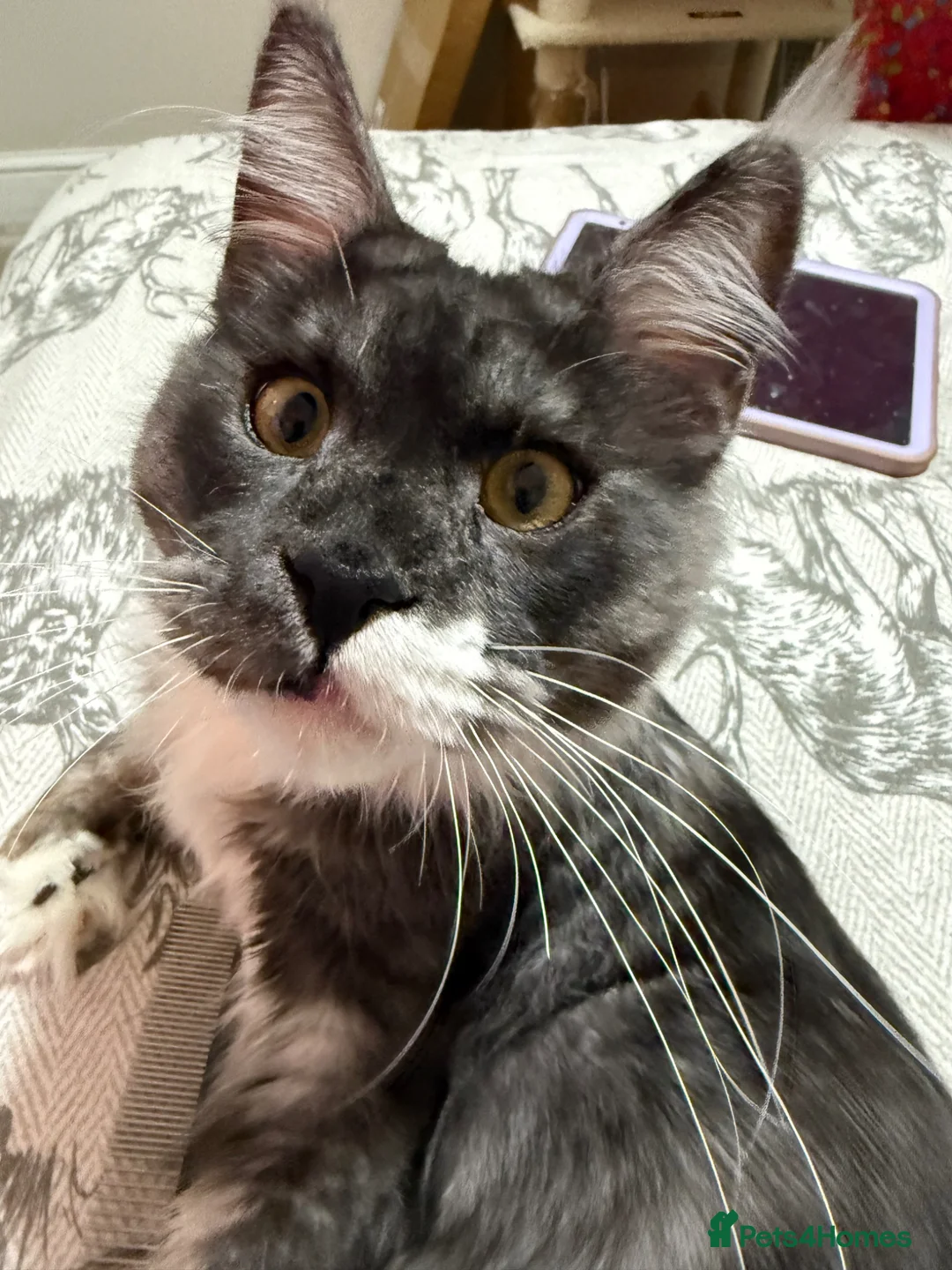 Maine Coon cats for sale: TICA Reg Mainecoon Blue & Black Smoke & Tabby  - Advert 7