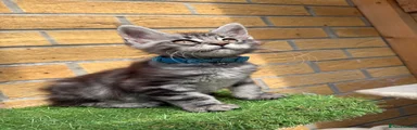 Light blue collar with a bell
