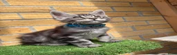 Maine Coon cats for sale: 5 Blue and Black smoke Maine Coon kittens left in Sudbury - Advert 16