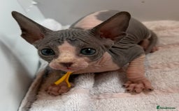 Sphynx cats for sale: Four beautiful Sphynx kittens for sale 🤍 - Image 3
