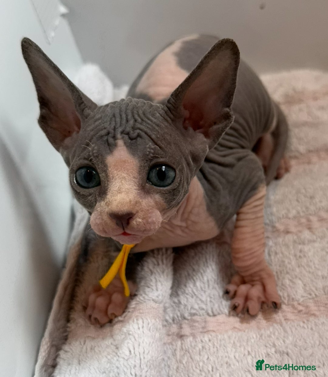 Sphynx cats for sale: Four beautiful Sphynx kittens for sale 🤍 - Image 3