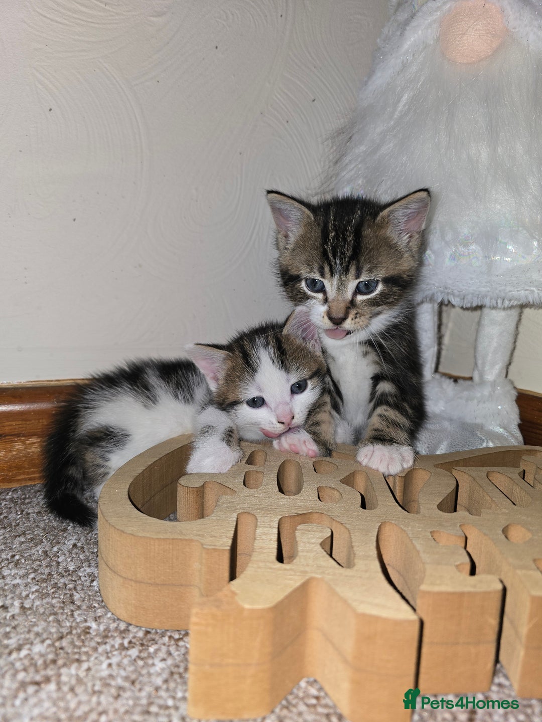 Mixed Breed cats for sale: KITTENS AND MOTHER FOR SALE  - Advert 8