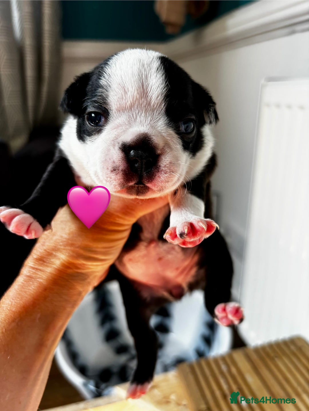 Boston Terrier dogs for sale: Beautiful Boston Terrier Puppies  - Image 13