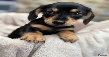 Miniature Dachshund dogs - Advert 7