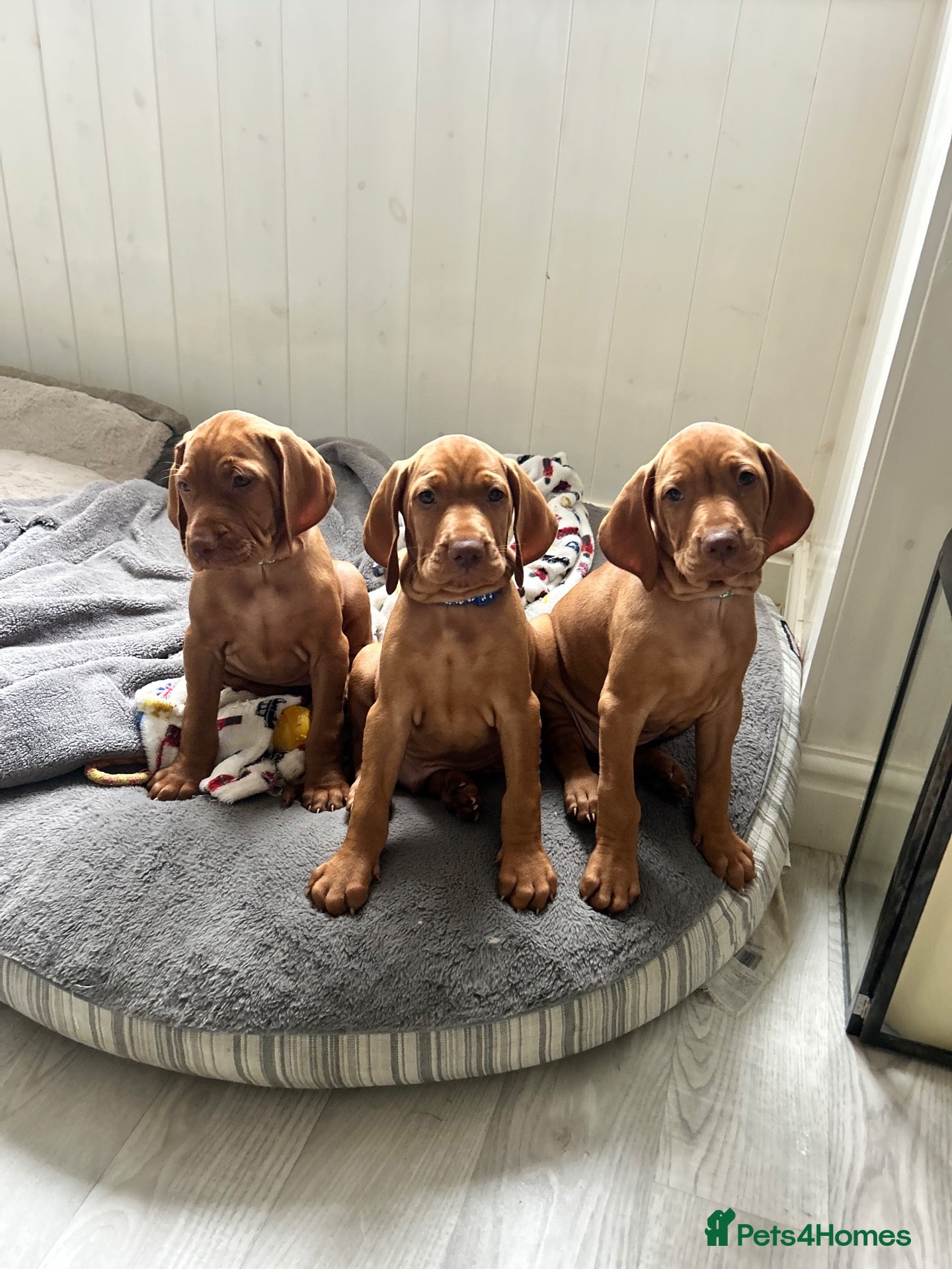 Hungarian Vizsla dogs 5 handsome hungarian vizsla puppies for sale - Advert 7