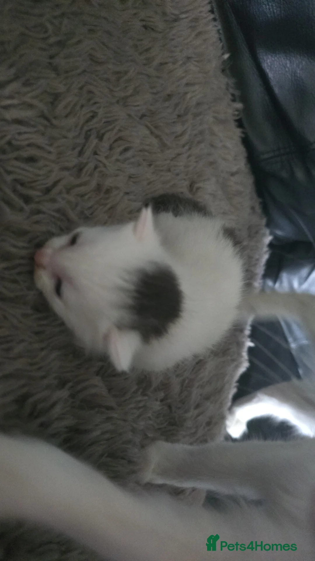 Mixed Breed cats for sale: 3 male kittens looking forever home  - Advert 2