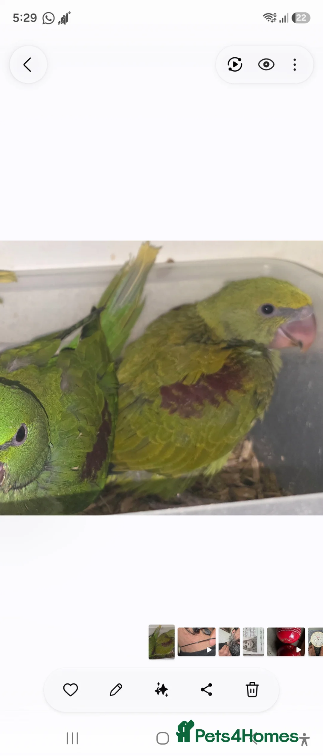 Parakeets birds for sale: proven pair Alexanderine gives olive chiks - Advert 2