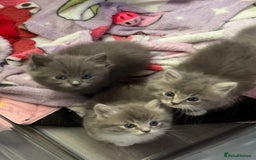 Ragdoll cats for sale: Stunning Ragdoll kittens available  - Image 5